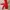 Dickies Windbreaker Red Jacket photo 2