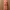 Mango Fairy Coquette Midi Dress Wanita Pink