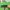 Cardigan Stripe Green Color