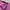 ZARA Streetwear Sportswear Hoody Wanita burgundy photo 3