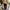 Pull and Bear Yellow Tube Top Bandeau Kemben photo 1