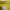 Pull and Bear Yellow Tube Top Bandeau Kemben photo 2