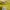 Pull And Bear Yellow Tube Top Bandeau Kemben