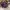 Coach Vintage Shoulder bag Wanita gold photo 3