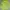 Lime Green Boxy Blazer