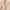 BURBERRY Cream Dress  photo 6