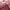 Crew Neck Pink
