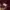 Kaos Longsleeve Brand UNKL347 Marron Lengan Panjang photo 6