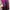 Lanvin Rose Sleeveless Midi Dress photo 4