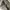 Issey Miyake Luxury Tote bag Wanita gray photo 5