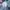 Lyle & Scott Grunge Casual Formal shirt Pria multicolor photo 7
