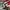 AIR JORDAN 1 HIGH BRED TOE photo 7