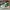 AIR JORDAN 1 LOW LUCKY TUMBLED LEATHER OFF WHITE AIR JORDAN 