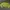 Green Cardigans