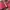 Valentino Biker Casual Shoulder bag Wanita red photo 4