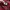 Hermes Luxury T-shirt Wanita burgundy photo 5