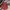 Flannel Wool Veterano Firework photo 4