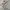 Hoodie Silver by Polo Ralph Lauren photo 4
