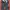 longpants chinos dickies photo 4
