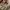 Carpenter Carhartt Light Brown photo 8