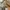 ZARA Casual Formal shirt Pria white photo 4