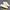 Sepatu compass original casual Gazelle cream photo 3