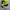 Adidas sl72 green  photo 1