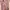 Coquette Peach Milkmaid Top photo 5