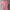 PINK TSHIRT LLAMA RAINBOW PRINT photo 1