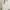 Zara White Maxi Dress