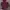 JACKET ADIDAS MAROON CLIMAWARM. photo 4