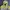 Adidas Vintage Sportswear Windbreaker Pria yellow green photo 3
