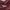 Fleece Pria red photo 3