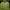 Scotch & Soda Casual Sweatshirt Pria green photo 2