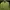 Scotch & Soda Casual Sweatshirt Pria Green