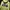 Adidas Casual Hoody Pria green photo 3