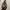 Shoulderbag gucci hobo kanvas original sale net price photo 3