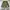 Jeep Vintage Parka Wanita green photo 2