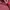 Blackyak Streetwear Sportswear Windbreaker Pria red photo 4