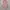 Uniqlo Parasut Lightweight Pink Second photo 2