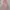 Uniqlo Parasut Lightweight Pink Second