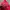 Hoodie Gap Red photo 4