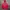 Hoodie Gap Red
