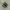 Nike Shox TL Green Bunglon photo 2