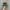 Nike Shox TL Green Bunglon photo 4