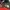 The North Face Grunge Gorpcore Puffer jacket Pria black red photo 4