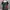 The first people photo 2