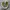 Converse Chuck Taylor All Star 1970 High Field Surplus Egret