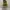 Converse Chuck Taylor All Star 1970 High Field Surplus Egret photo 4