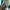 Converse Chuck 70s High Midnight Clover Green photo 7